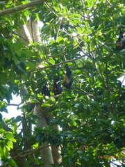 Pteropus seychellensis comorensis