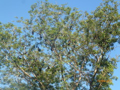 Pteropus seychellensis comorensis