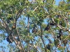 Pteropus seychellensis comorensis