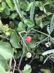 Cyphostemma omburense