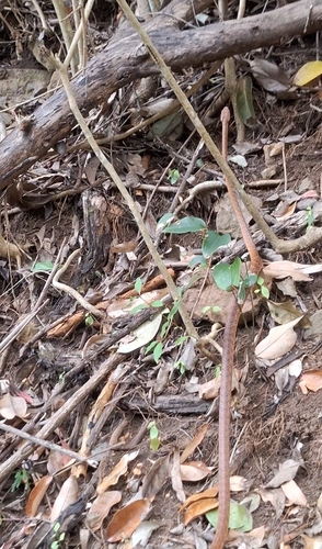 Brown Tree Snake sighting