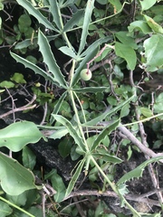 Cyphostemma omburense