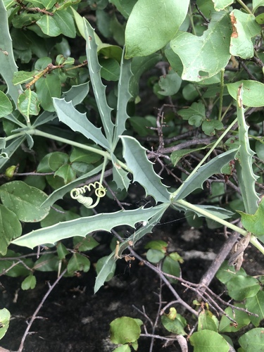 Omburu Grape (Cyphostemma omburense)