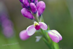 Comesperma confertum