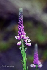 Comesperma confertum