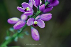 Comesperma confertum