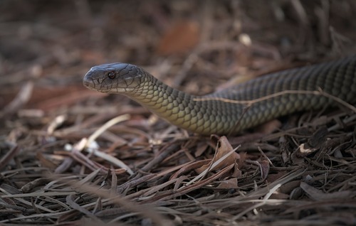 Mulga Snake sighting