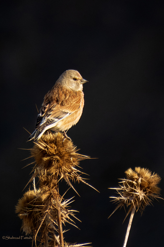 Foto de Common Linnet