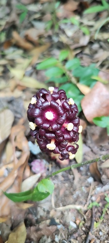 Bdallophytum americanum (Bdallophytum americanum)