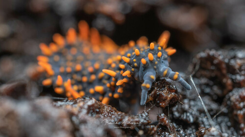Holacanthella paucispinosa (Holacanthella paucispinosa)