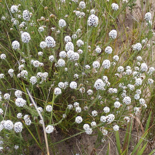 Cabbage Desperado (Disparago kraussii)