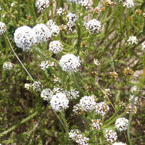 Image of Disparago kraussii by no rights reserved