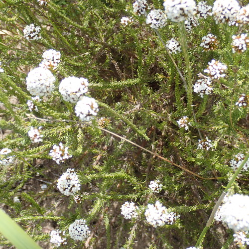 Image of Disparago kraussii by no rights reserved