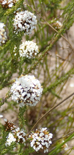 Image of Disparago kraussii by no rights reserved