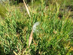 Aspidoglossum gracile