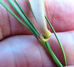 Aspidoglossum gracile