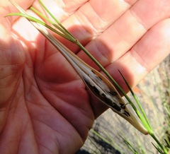Aspidoglossum gracile