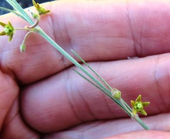 Aspidoglossum gracile