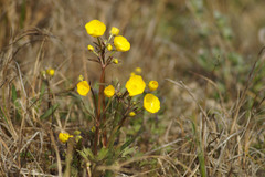 Ranunculus propinquus subborealis