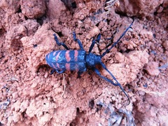 Ceroplesis capensis