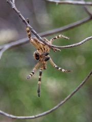 Neosparassus calligaster