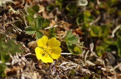 Potentilla hyparctica