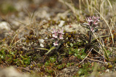 Pedicularis hirsuta