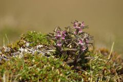 Pedicularis hirsuta
