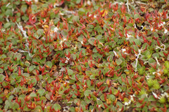 Salix nummularia