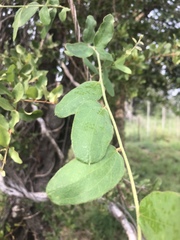 Cocculus hirsutus