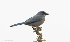 Aphelocoma woodhouseii woodhouseii