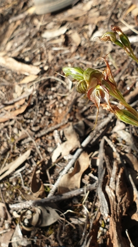 Image of Pterostylis lepida by (c) Rosalie Lawrence, some rights reserved (CC BY)