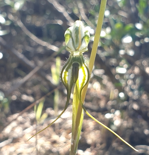 Image of Pterostylis excelsa by (c) Rosalie Lawrence, some rights reserved (CC BY)