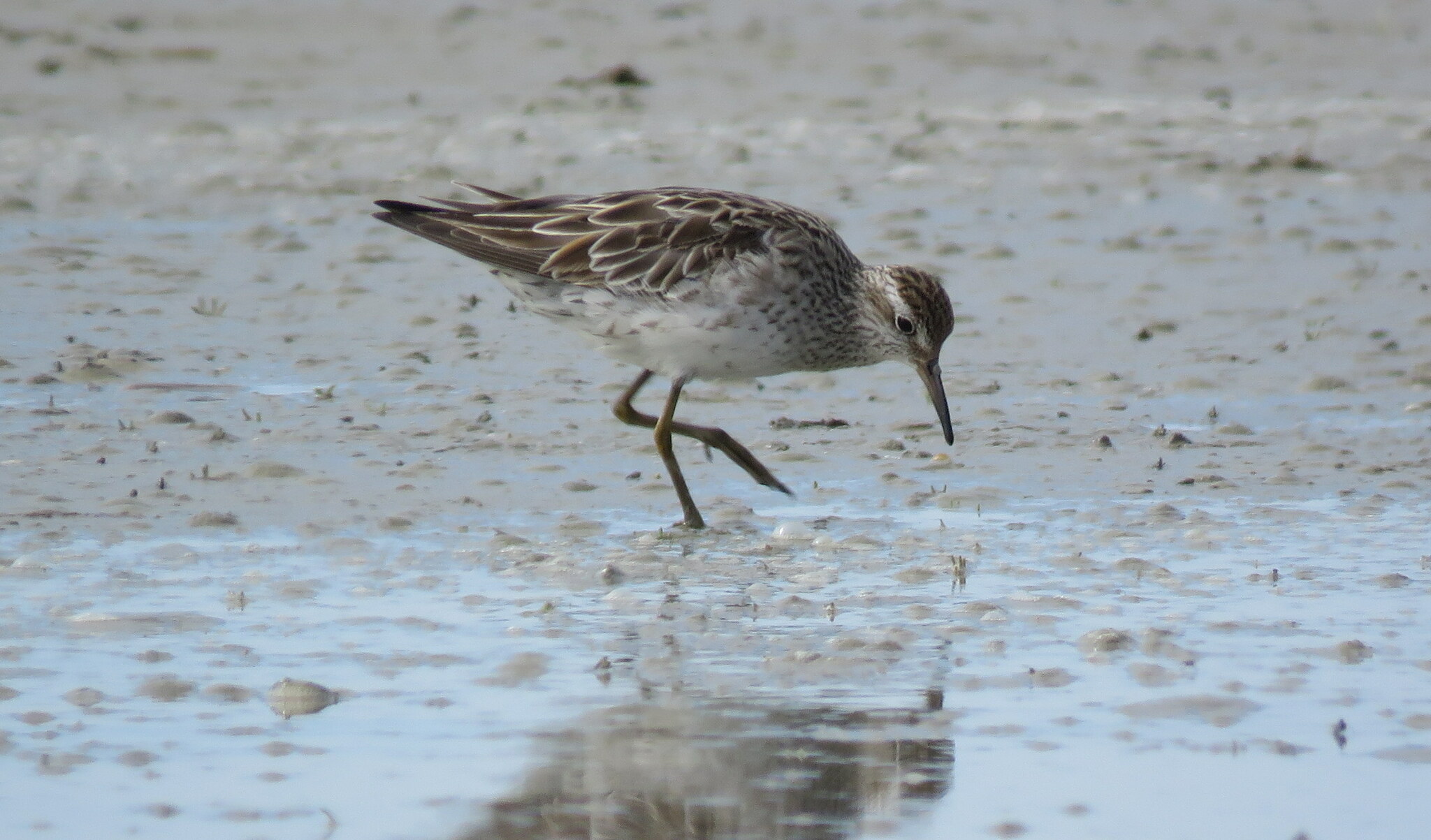 Sharp-tailed Sandpiper (Calidris acuminata)