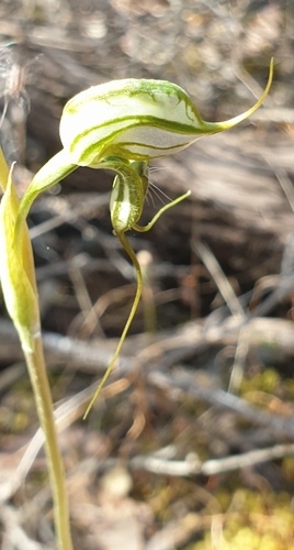 Image of Pterostylis excelsa by (c) Rosalie Lawrence, some rights reserved (CC BY)