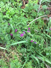 Vicia sativa nigra