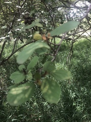 Cordia monoica