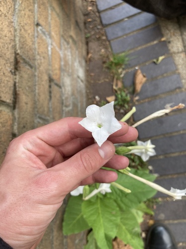 Nicotiana sylvestris