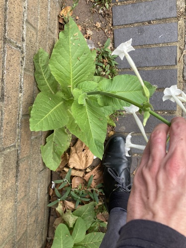 Nicotiana sylvestris