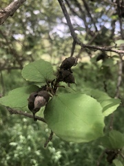 Cordia monoica