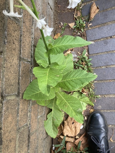 Nicotiana sylvestris