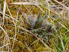 Tephroseris integrifolia atropurpurea