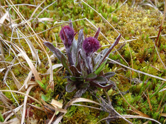 Tephroseris integrifolia atropurpurea