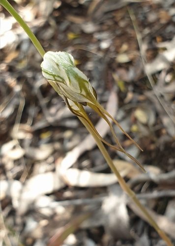 Image of Pterostylis excelsa by (c) Rosalie Lawrence, some rights reserved (CC BY)