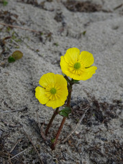 Ranunculus nivalis