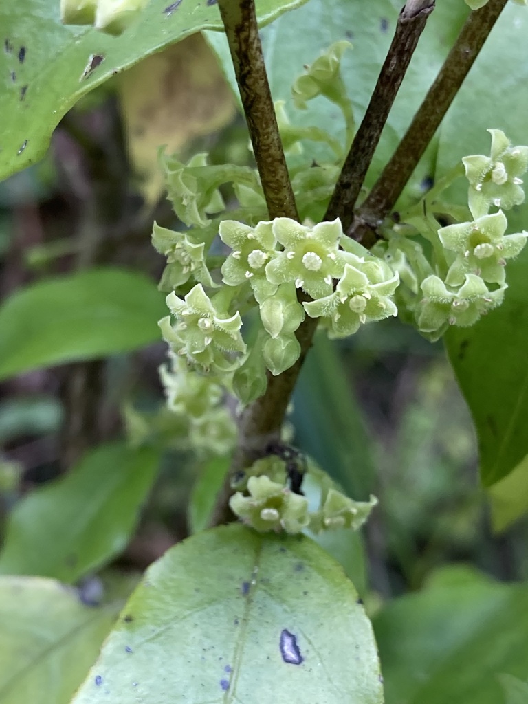 Hangehange from Stokes Valley, Lower Hutt, New Zealand on October 8
