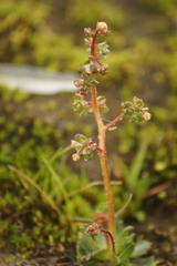 Micranthes foliolosa