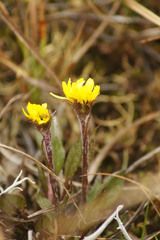 Tephroseris integrifolia atropurpurea