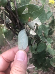 Sphedamnocarpus pruriens pruriens
