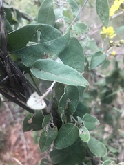 Sphedamnocarpus pruriens pruriens